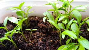 Nie musisz mieć ogrodu. Najzdrowszą roślinę na świecie wyhodujesz na oknie