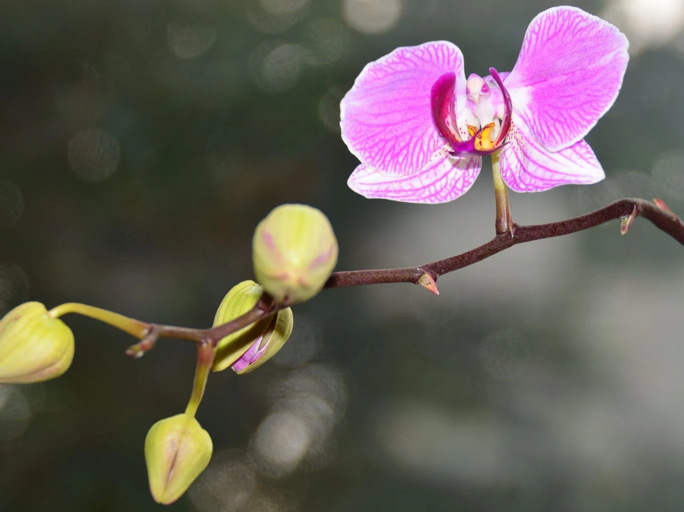 Jak zatroszczyć się o storczyki po zimie i pobudzić je do zawiązania pąków? Różowy kwiat storczyka z wyraźnie widocznymi prążkami oraz kilka nierozwiniętych pąków na ciemnej gałązce na rozmytym tle.