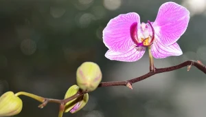 Zanurz doniczkę na 10 minut. Storczyk prędziutko wypuści pąki