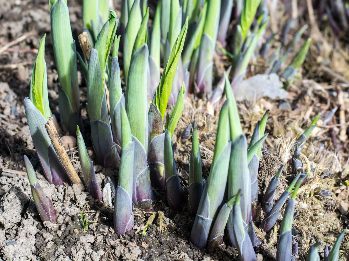 Wiosną przez podział kęp warto rozmnożyć m.in. hosty. Młode pędy roślin przebijające się przez ziemię, otoczone wilgotną glebą i resztkami roślinnych łodyg, soczyście zielone liście kontrastujące na tle brunatnego podłoża.