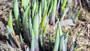 Hosty będą zielenić się w ogrodzie. W marcu zrób przy nich ważną rzecz