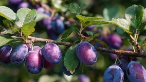 Odmiana śliwy, która nie zawodzi. W tej wersji kosztuje mniej niż w donicy