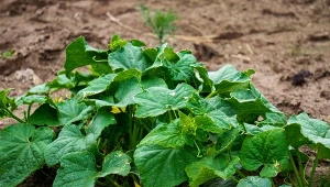 Zadbaj o to już teraz. Ogórki będą dorodne, twarde i zdrowe