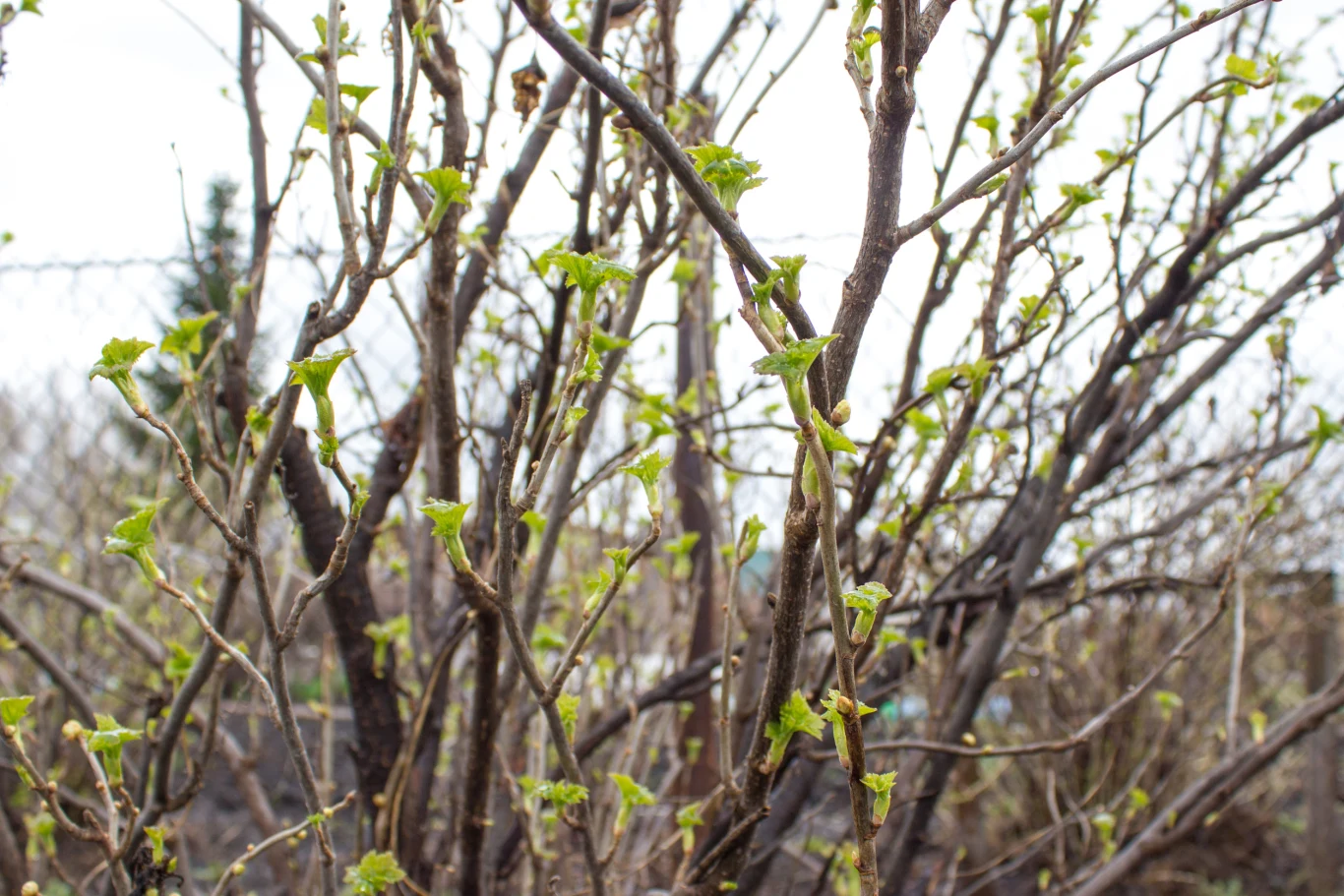 Gałęzie krzewu z pierwszymi zielonymi liśćmi na tle siatki ogrodzeniowej i nieba, oznaki wiosny.
