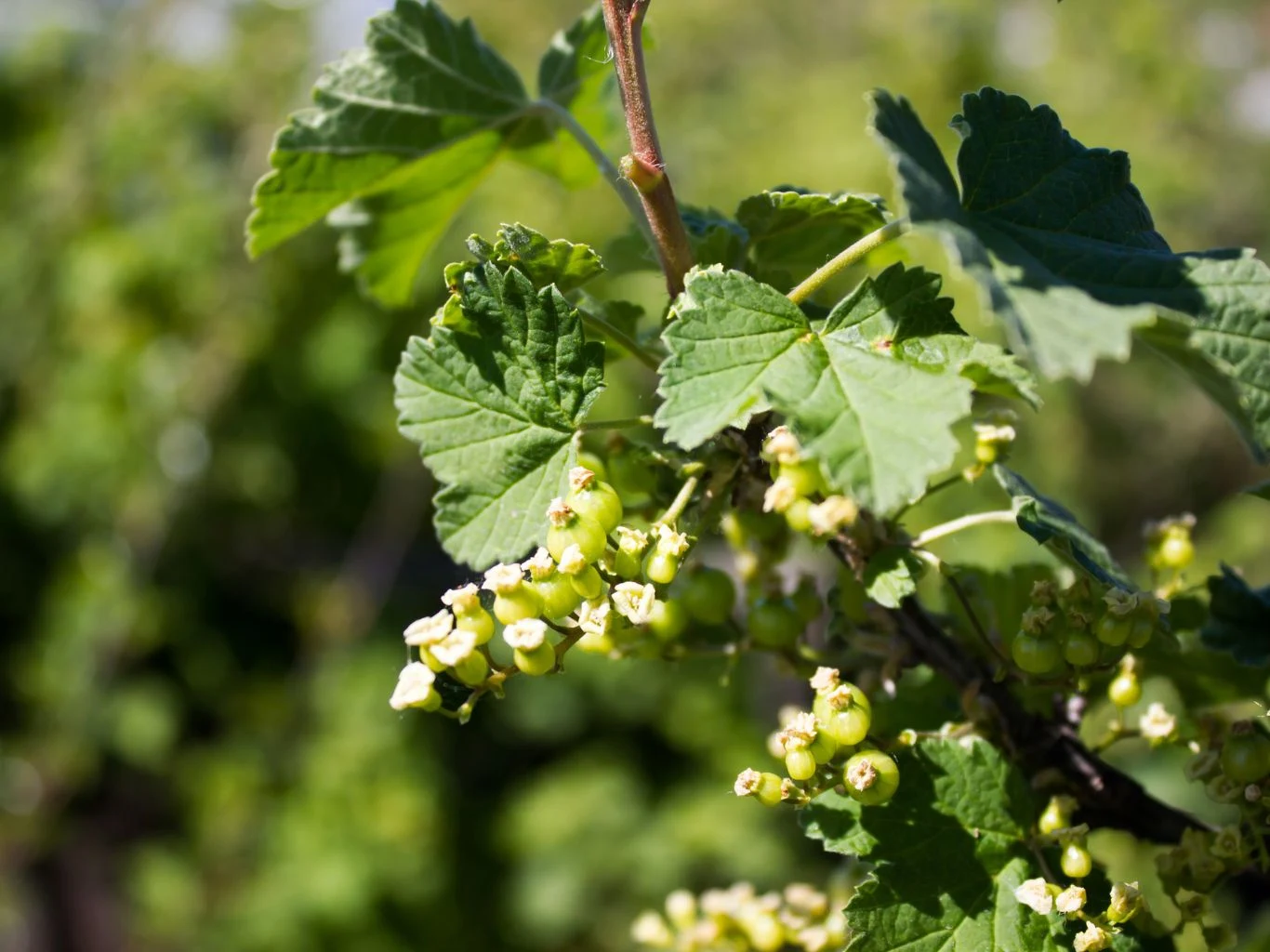Liście krzewu porzeczki z rozwijającymi się małymi zielonymi owocami i kwiatami, otoczone naturalnym, zielonym tłem.