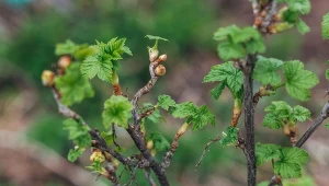 Najważniejsze dla porzeczki na przedwiośniu. Będziesz zbierać kosze owoców