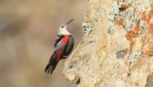 Wyjątkowy ptak w Polsce. Pomurnik pojawia się ekstremalnie rzadko