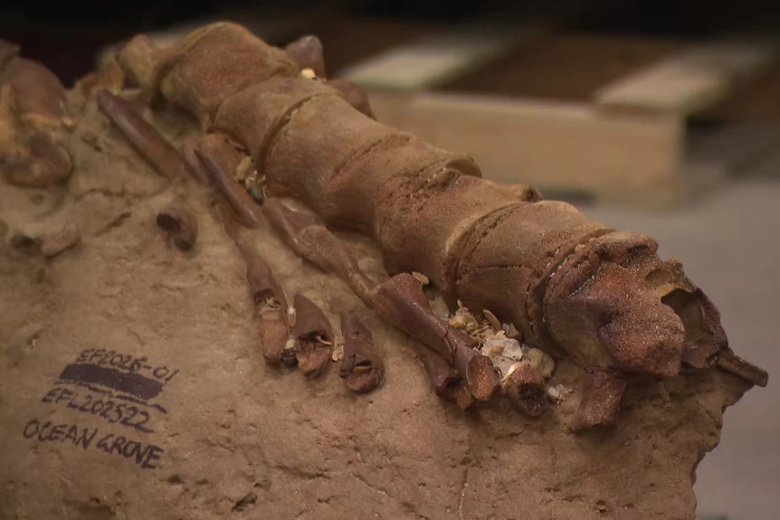 Fragment szkieletu kopalnego, w tym dobrze zachowane kręgi i kości, częściowo osadzone w skamieniałej ziemi z widocznymi oznaczeniami katalogowymi.