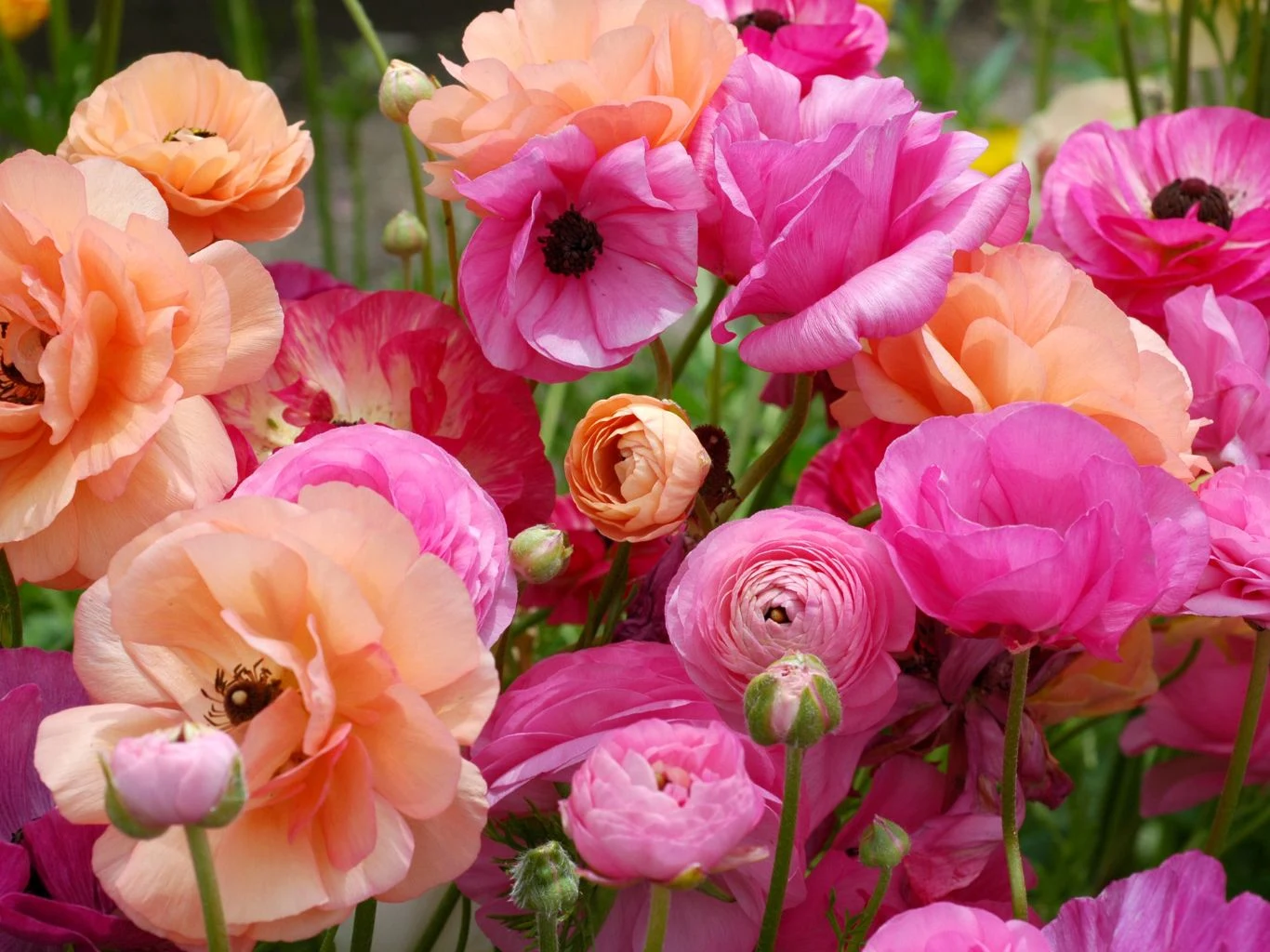 Jaskier azjatycki (Ranunculus asiaticus) zachwyca barwnym kwitnieniem. Jaskier azjatycki (Ranunculus asiaticus) kwitnący na różowo i brzoskwiniowo.