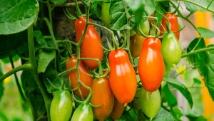 Odmiana pomidorów uwielbiana przez ogrodników. Kiedy należy ją wysiać? 