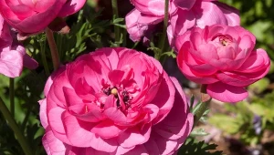 Namocz bulwę przed sadzeniem. Jaskier zakwitnie piękniej niż róża