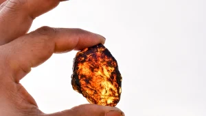 Bursztyny okazują się kopalnią wiedzy o dawnym życiu