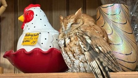 Sowa w antykwariacie. Obok kogut, lecz ceramiczny