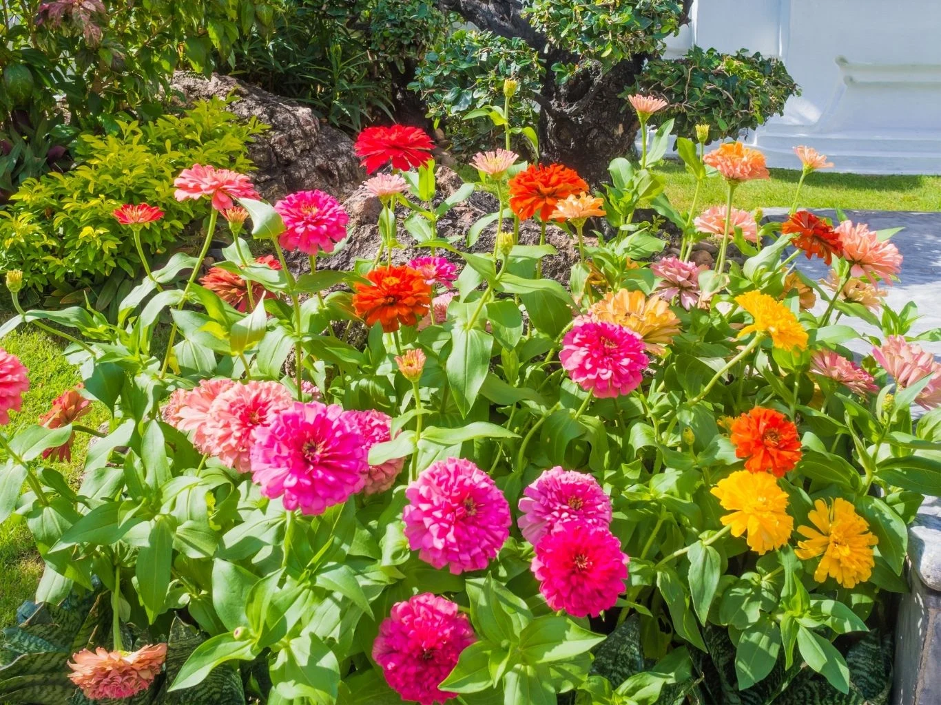 W kwietniu można wysiewać cynie na rozsadę Kolorowe cynie w pełnym rozkwicie, otoczone soczysto zielonymi liśćmi.