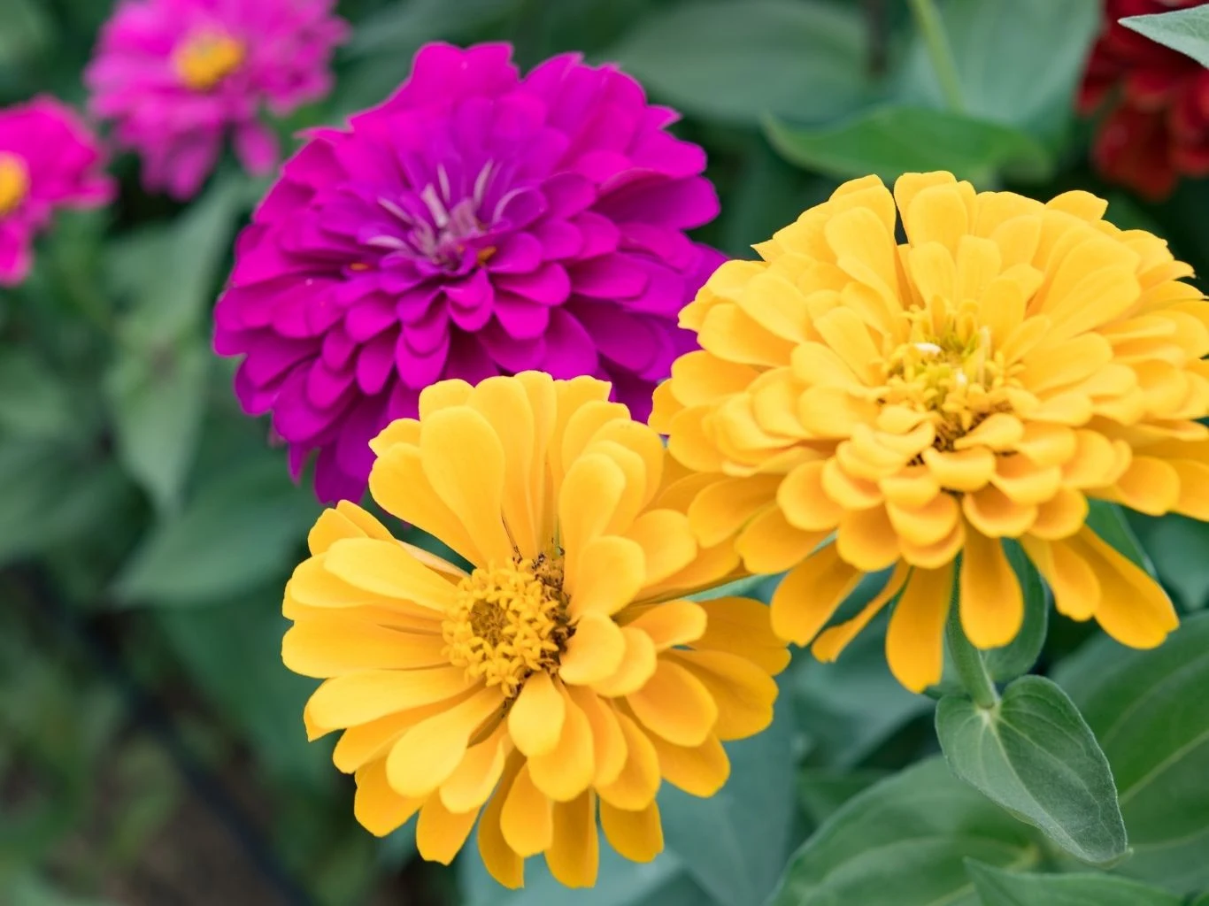 Kiedy wysiać cynie? Żółte i fioletowe cynie w pełnym rozkwicie otoczone zielonymi liśćmi.