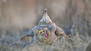 Preriokur mały to ptak żyjący na preriach Dzikiego Zachodu