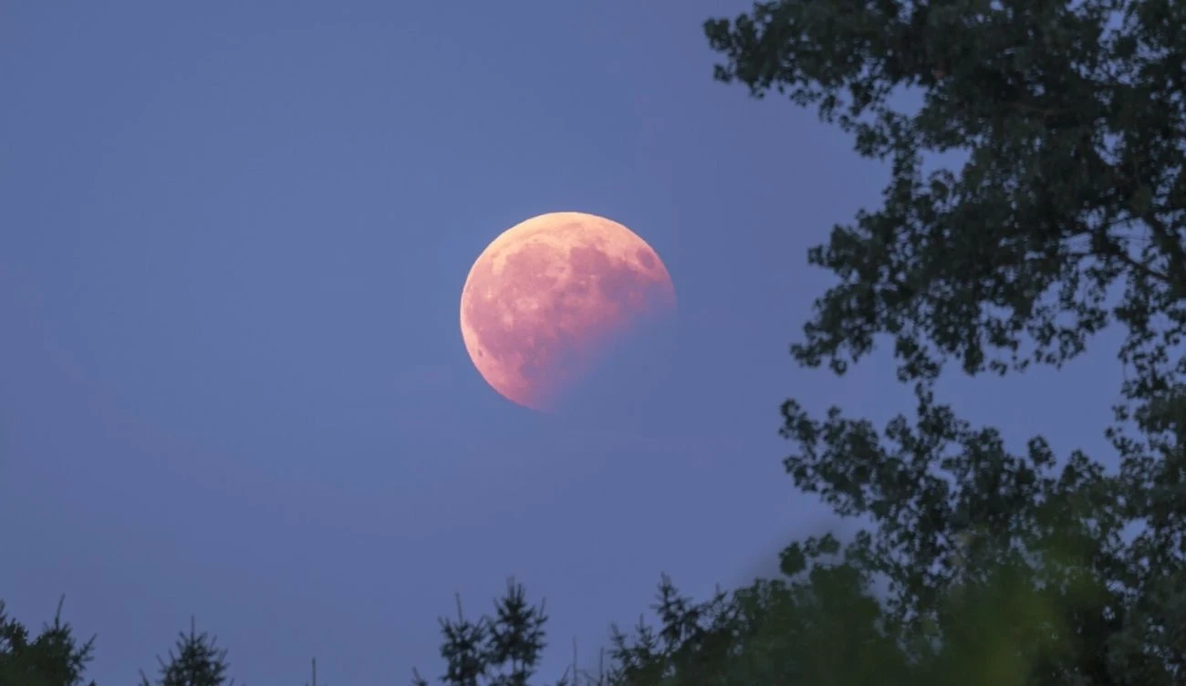 Pełnia Robaczego Księżyca już 3 marca 2026 roku Księżyc w fazie zaćmienia unoszący się nad linią drzew wieczornym niebem, z delikatnymi gałęziami po prawej stronie kadru.