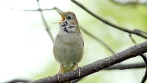 Dlaczego niektóre ptaki śpiewają również w nocy?