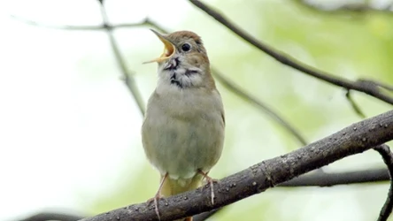 Jednym z ptaków, który bywa aktywny również nocą jest słowik szary