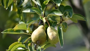 Kiedy i jak przycinać gruszę zimą, aby poprawić jej owocowanie?