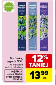 Borówka amerykańska