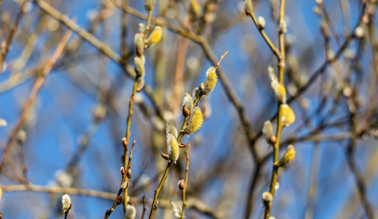 Z jakiego drzewa są bazie kotki? Nie tylko wierzba