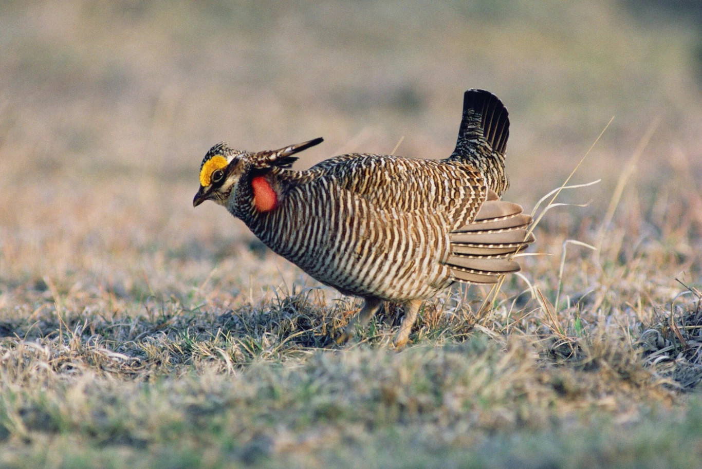 Ptak stepowy o pasiastym upierzeniu, czarnych ogonowych piórach uniesionych do góry i żółtych oraz pomarańczowych akcentach na głowie, stojący na suchej trawie.