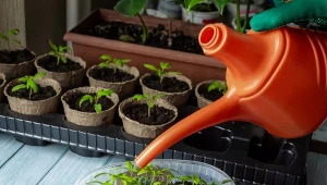 Jak przygotować rozsadę papryki? Kluczowy jest termin siewu