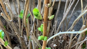 Hortensja ogrodowa (Hydrangea macrophylla) nie powinna być przycinana w marcu.