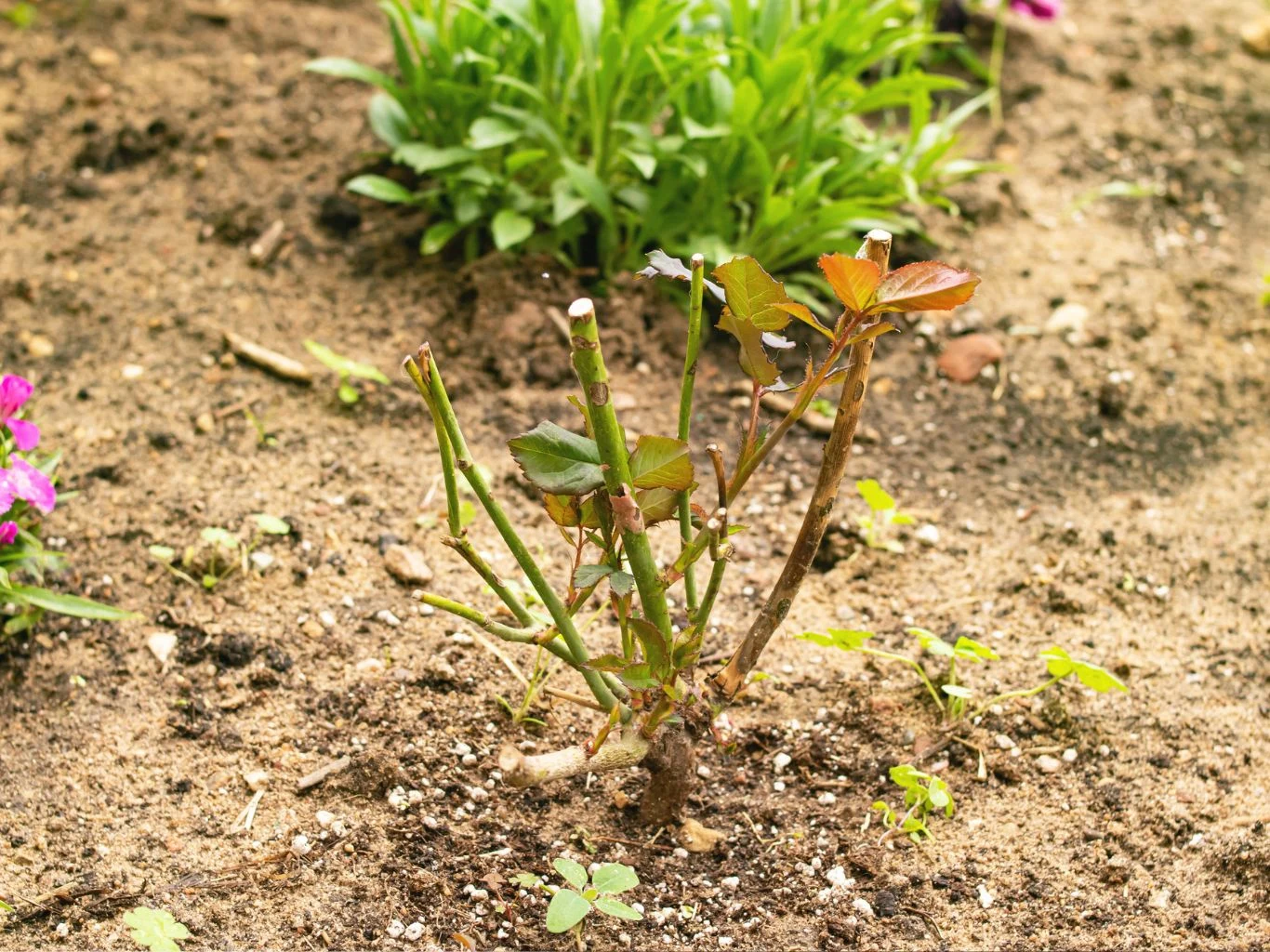 Młoda, przycięta róża z kilkoma nowymi liśćmi wyrastającymi z łodyg, otoczona ziemią ogrodową oraz pojedynczymi chwastami i gęstszą roślinnością w tle.