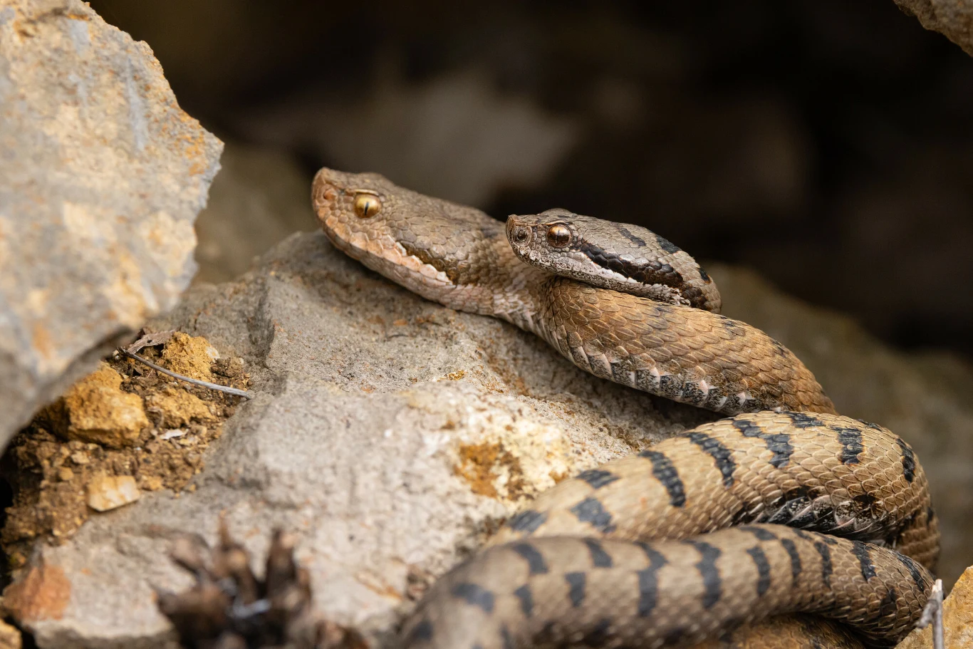 Węże są kanibalami. Częściej niż myślano article cover