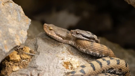 Węże są kanibalami. Częściej niż myślano