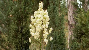 Syp pod jukę w marcu. Latem zakwitnie jak nigdy dotąd