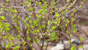 Porzeczka będzie uginać pod ciężarem owoców. Sposób jest łatwy