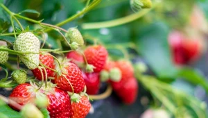 Obfite zbiory truskawek staną się faktem, jeśli w marcu zaczniemy przy nich działać