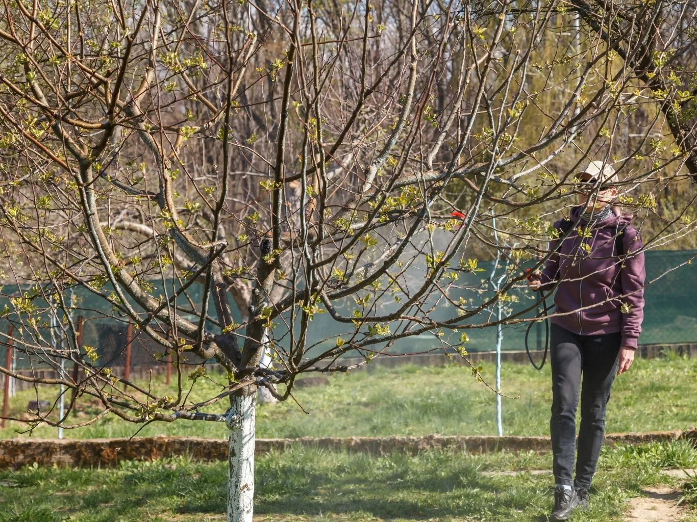 W marcu można zabrać się za pryskanie miedzianem Wiosenny oprysk miedzianem w sadzie