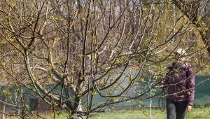 Spryskaj jabłoń, gdy wypuszcza liście. Zdrowe owoce masz gwarantowane