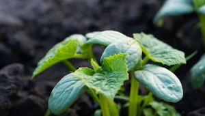 Ogórki będą rosły zdrowo i obficie. Zrób ważną rzecz, zanim posadzisz