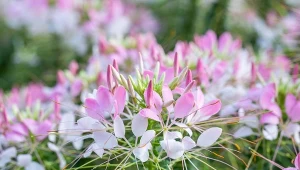 Chcesz mieć te rajskie kwiaty w ogrodzie? Można je siać teraz