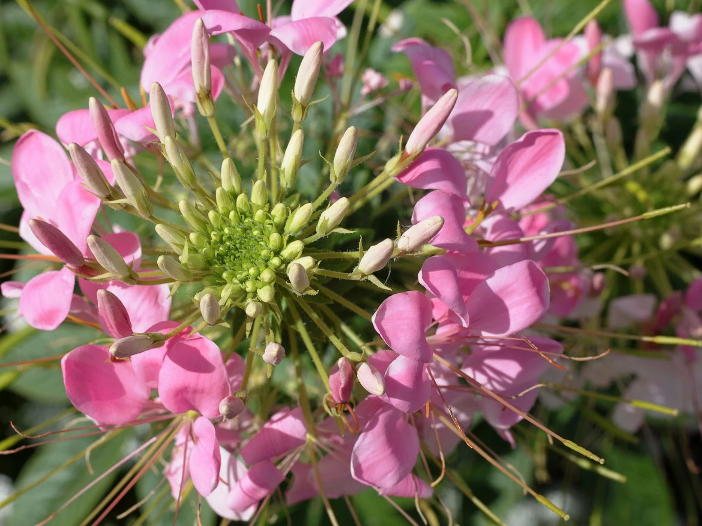 Kleome ciernista (Cleome spinosa) kwitnie na różowo.