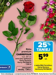 Роза Carrefour
