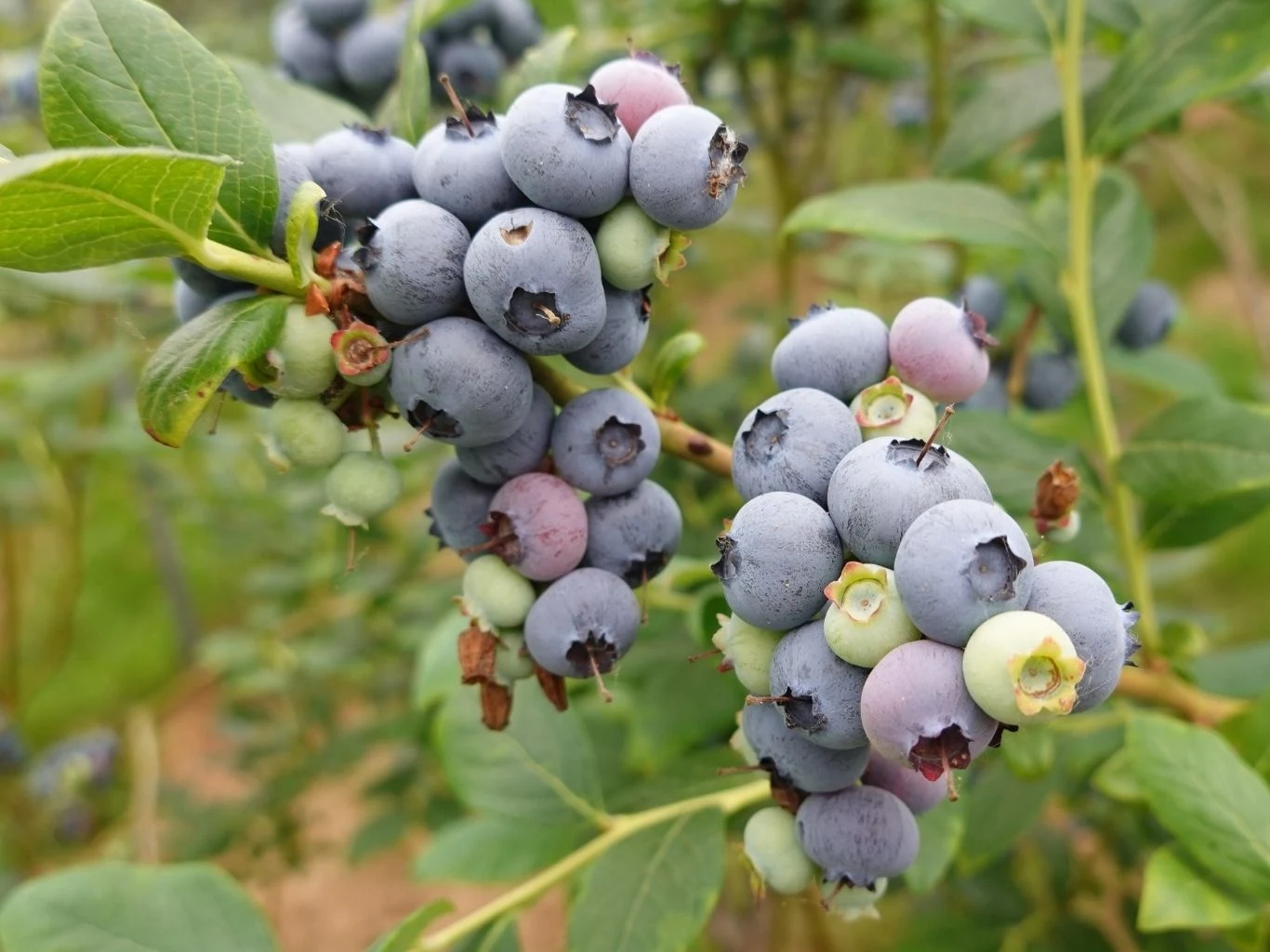Dwie gałązki borówki amerykańskiej obciążone dojrzałymi, granatowymi owocami. 