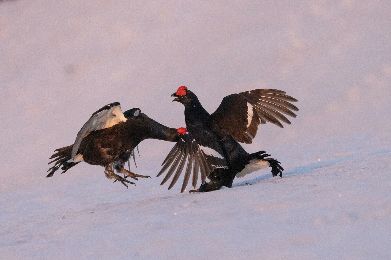 Cietrzewie występują w północnej i środkowej Eurazji, od Europy Zachodniej i Wielkiej Brytanii po Wschodnią Syberię article cover