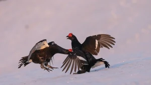 Cietrzewie występują w północnej i środkowej Eurazji, od Europy Zachodniej i Wielkiej Brytanii po Wschodnią Syberię