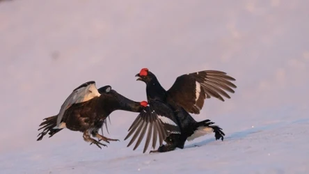 Cietrzewie występują w północnej i środkowej Eurazji, od Europy Zachodniej i Wielkiej Brytanii po Wschodnią Syberię