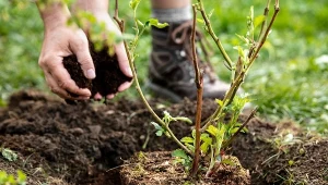Pamiętaj o jednym zabiegu przed posadzeniem borówki