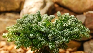 Łatwy w uprawie i bardzo tolerancyjny. Ma gęsty pokrój bez przycinania