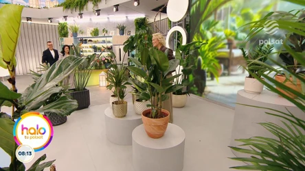 Odmień salon jedną rośliną. Kasia Joda i jej kwiaty XXL - ale bez efektu dżungli