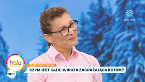 Kaliciviroza u kotów: co muszą wiedzieć właściciele?