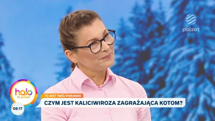 Kaliciviroza u kotów: co muszą wiedzieć właściciele?
